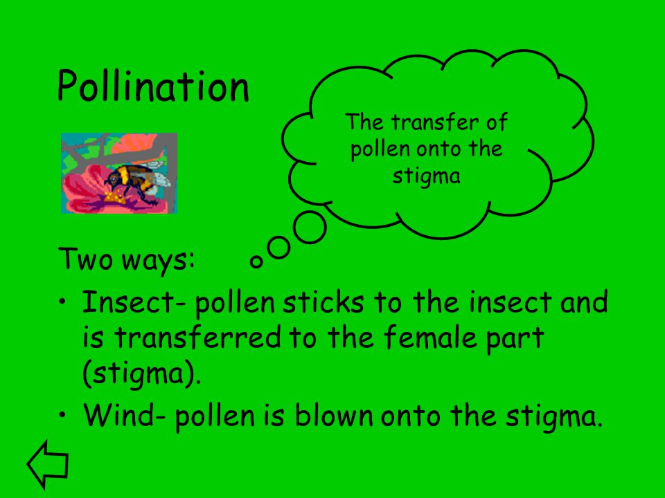 Pollination Two ways: Insect- pollen sticks to the insect and is transferred to the female part (stigma).