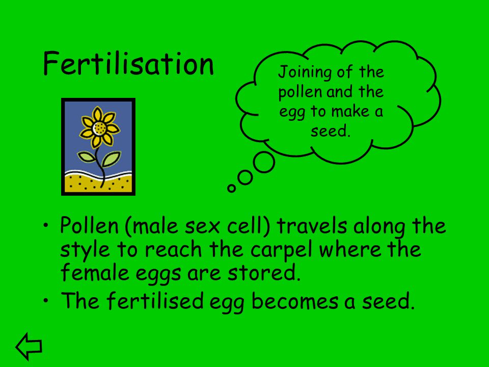 Fertilisation Pollen (male sex cell) travels along the style to reach the carpel where the female eggs are stored.