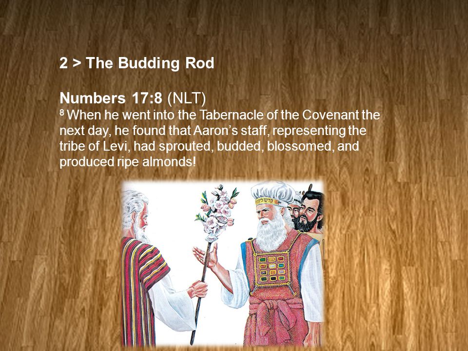 2 > The Budding Rod Numbers 17:8 (NLT) 8 When he went into the Tabernacle of the Covenant the next day, he found that Aaron’s staff, representing the tribe of Levi, had sprouted, budded, blossomed, and produced ripe almonds!