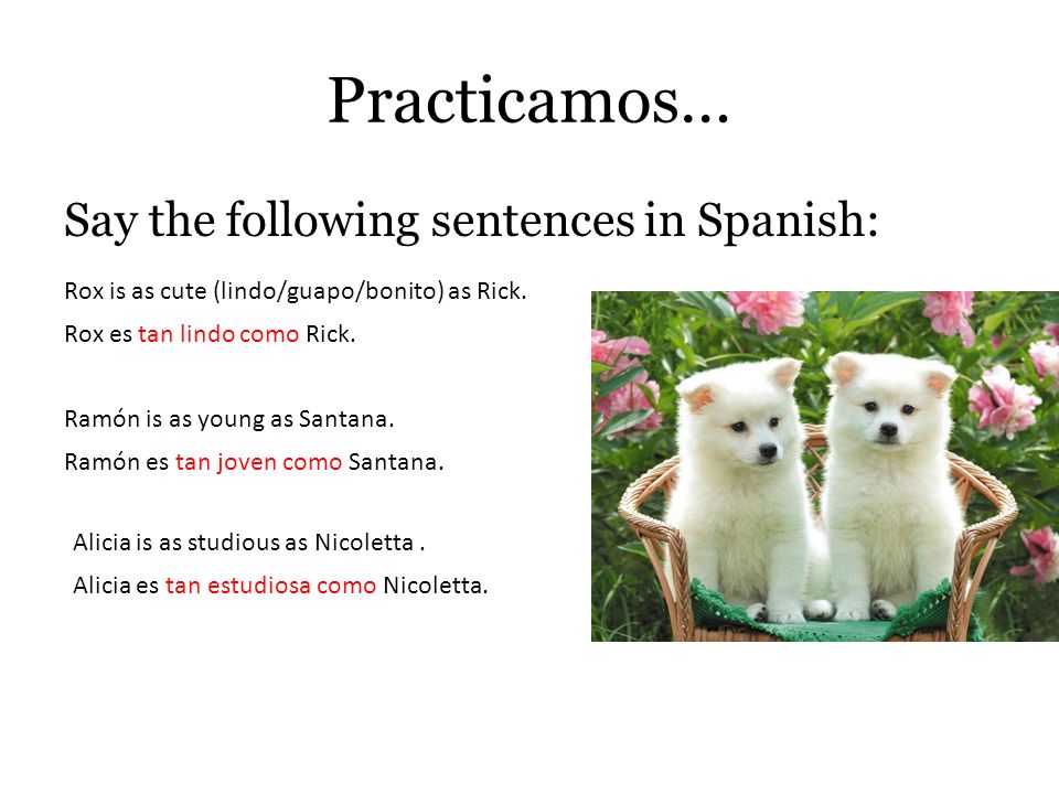 Practicamos… Say the following sentences in Spanish: Rox is as cute (lindo/guapo/bonito) as Rick.