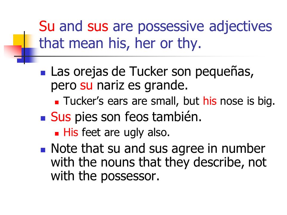 Su and sus are possessive adjectives that mean his, her or thy.