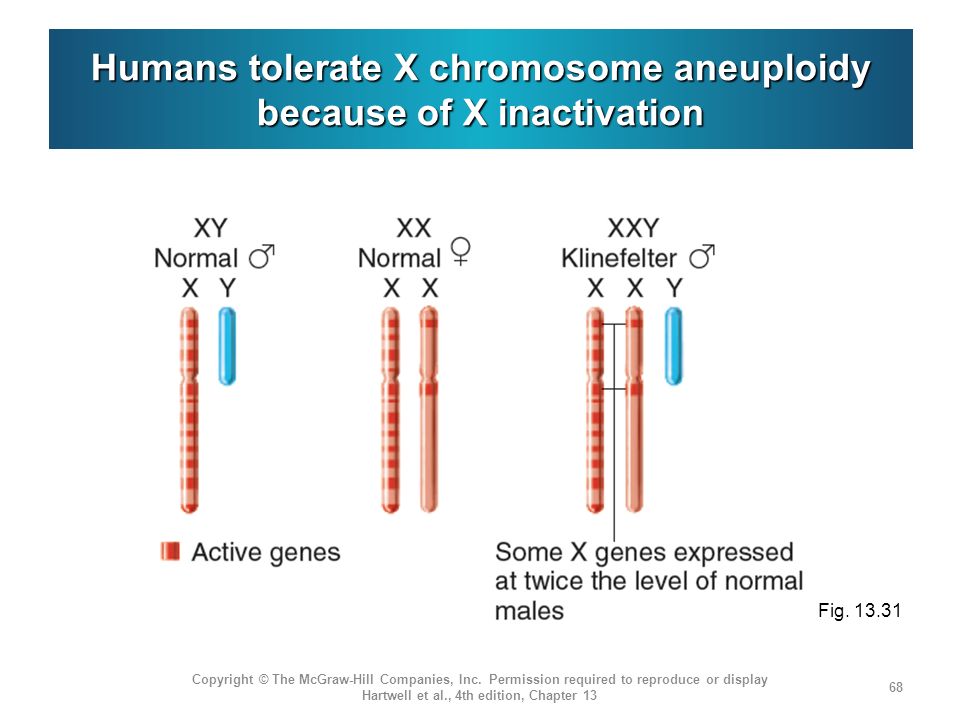an analysis of the phenomenon of x chromosome inactivation X-inactivation: one x chromosome is randomly switched off in cells of a female mammal the phenomenon was discovered by curt stern in 1936. an analysis of the phenomenon of x chromosome inactivation X-inactivation: one x chromosome is randomly switched off in cells of a female mammal the phenomenon was discovered by curt stern in 1936.