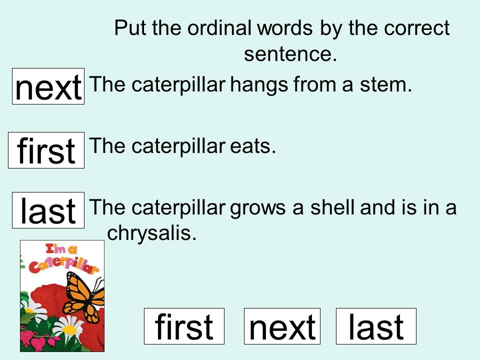 Put the ordinal words by the correct sentence. The caterpillar hangs from a stem.