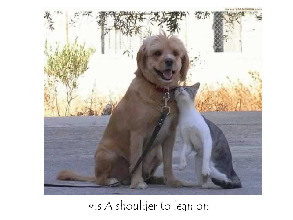 Is A shoulder to lean on