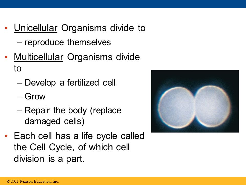 do unicellular organisms grow