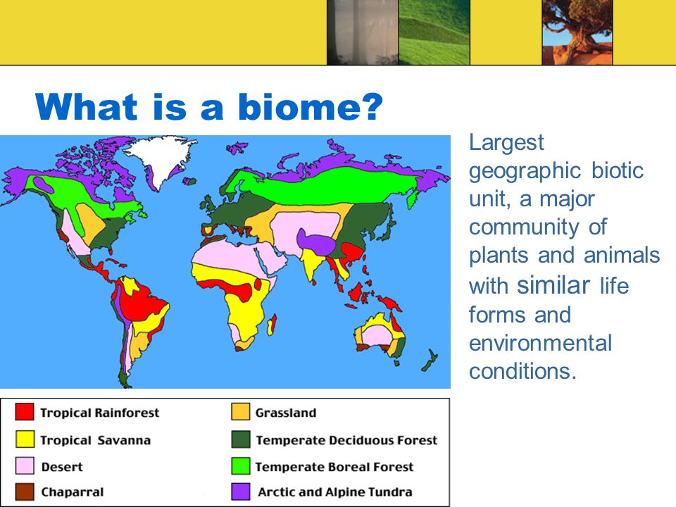 geography interconnections and biomes The new geography syllabus opportunities a new syllabus is an opportunity for a fresh look at practices, aims and meaning. geography interconnections and biomes The new geography syllabus opportunities a new syllabus is an opportunity for a fresh look at practices, aims and meaning.
