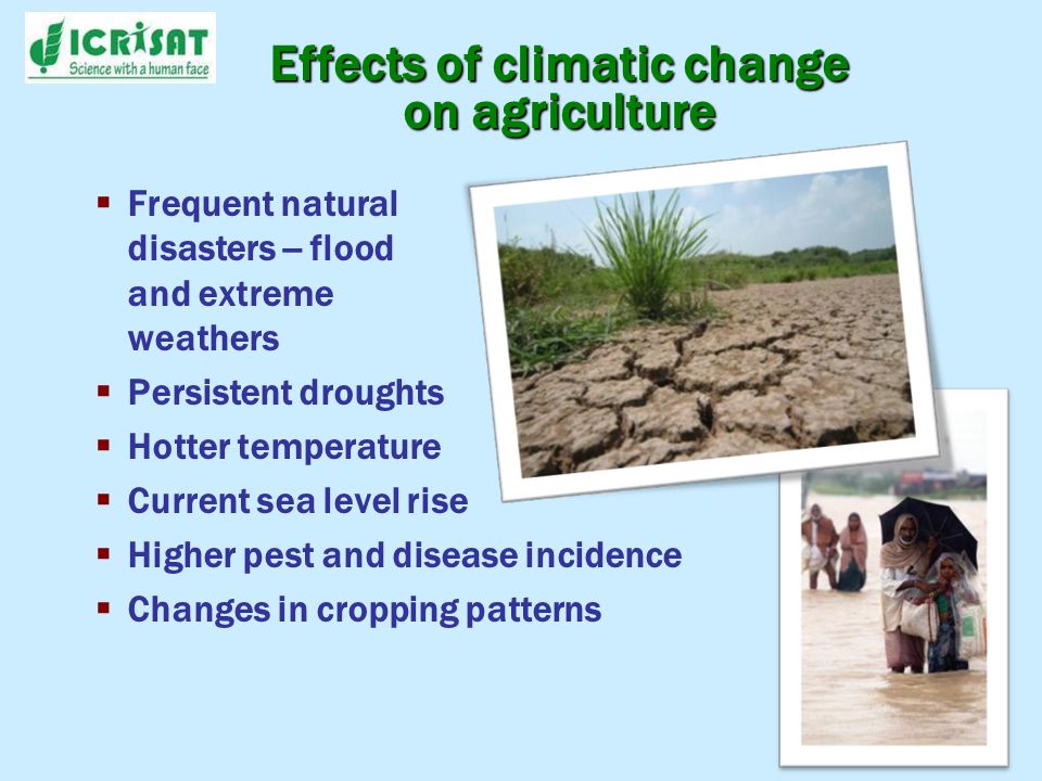 Effects of climatic change on agriculture Frequent natural disasters -- flood and extreme weathers Persistent droughts Hotter temperature Current sea level rise Higher pest and disease incidence Changes in cropping patterns