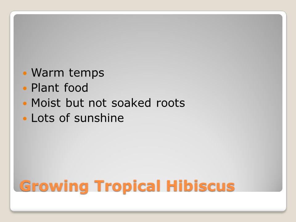 Growing Tropical Hibiscus Warm temps Plant food Moist but not soaked roots Lots of sunshine