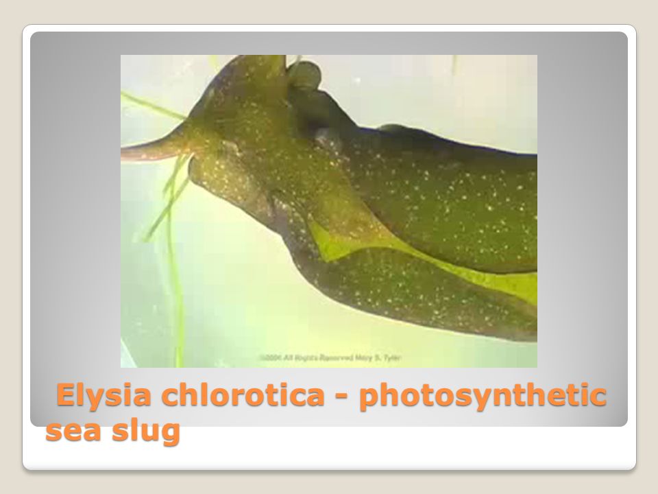 Elysia chlorotica - photosynthetic sea slug Elysia chlorotica - photosynthetic sea slug