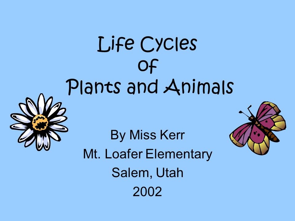 Life Cycles of Plants and Animals By Miss Kerr Mt. Loafer Elementary Salem, Utah 2002