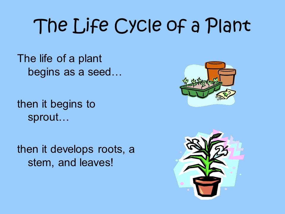 The Life Cycle of a Plant The life of a plant begins as a seed… then it begins to sprout… then it develops roots, a stem, and leaves!