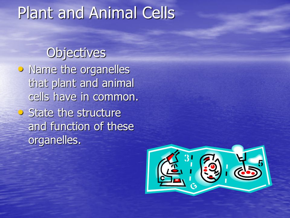 Presentation "Cells Structures and Functions 7 th Grade ... Presentation "Cells Structures and Functions 7 th Grade ...