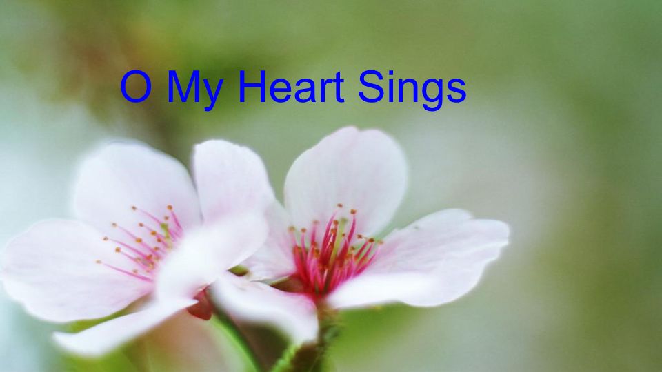 O My Heart Sings