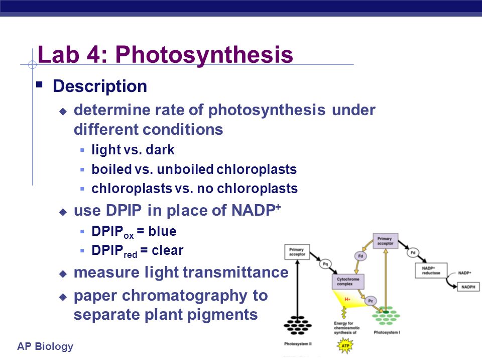 Photosynthesis Essay Conclusion Turnitins Formative Feedback And Originality Checking Services Promote Critical Thinking Ensure Photosynthesis Essay Conclusion Wizkids Dedicated To