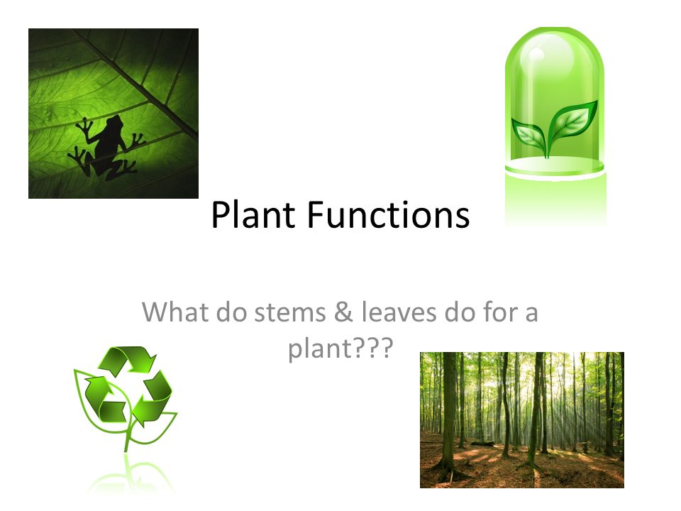 Plant Functions What do stems & leaves do for a plant