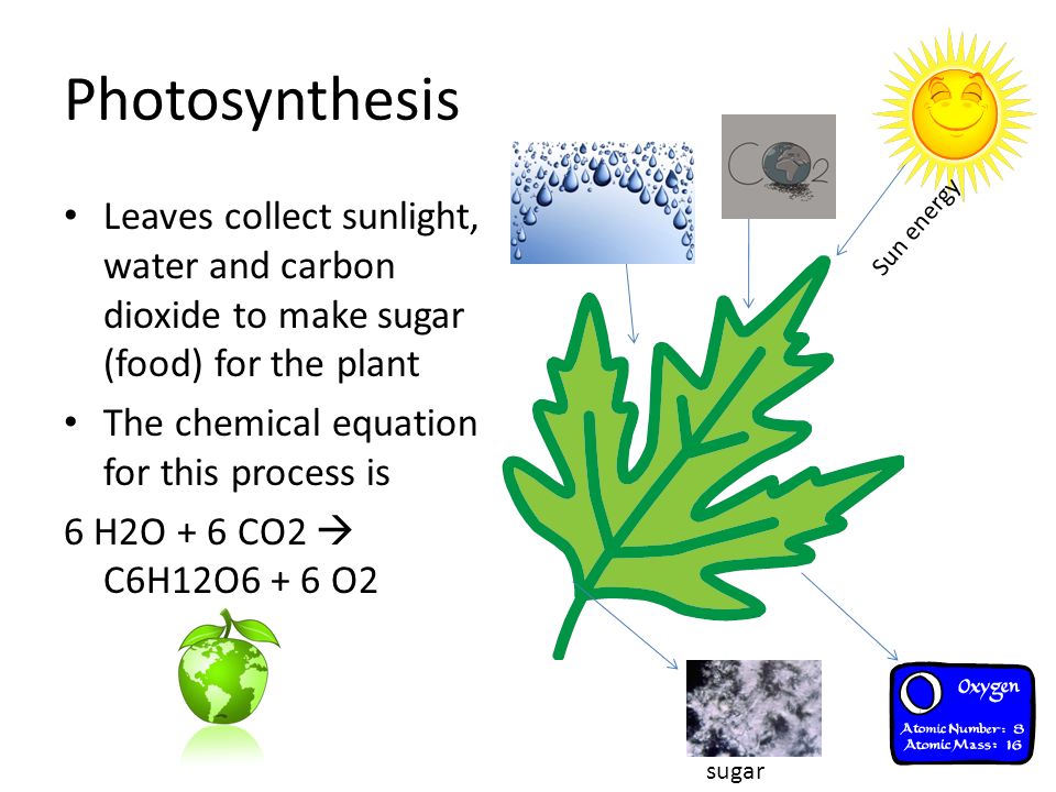 Photosynthesis Leaves collect sunlight, water and carbon dioxide to make sugar (food) for the plant The chemical equation for this process is 6 H2O + 6 CO2 C6H12O6 + 6 O2 sugar Sun energy