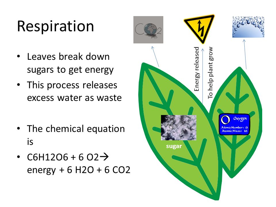 Respiration Leaves break down sugars to get energy This process releases excess water as waste The chemical equation is C6H12O6 + 6 O2 energy + 6 H2O + 6 CO2 Energy released To help plant grow sugar