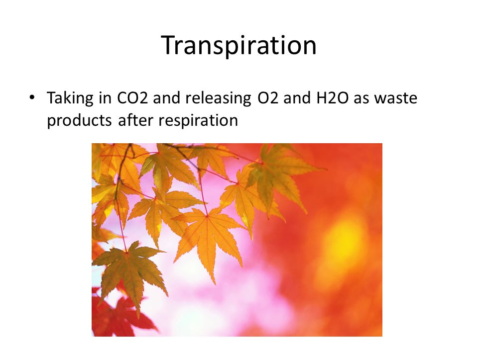 Transpiration Taking in CO2 and releasing O2 and H2O as waste products after respiration