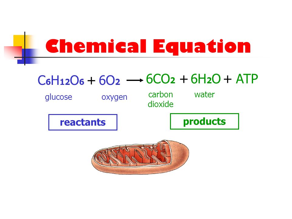 What Is The Equation For Cellular Respiration Reactants And Products And Reactants 27396 Keblog