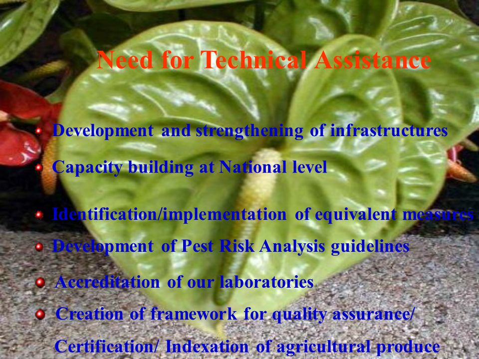 Need for Technical Assistance Development and strengthening of infrastructures Capacity building at National level Identification/implementation of equivalent measures Development of Pest Risk Analysis guidelines Accreditation of our laboratories Creation of framework for quality assurance/ Certification/ Indexation of agricultural produce