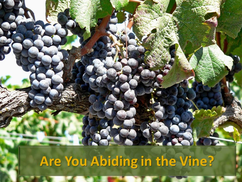 Are You Abiding in the Vine