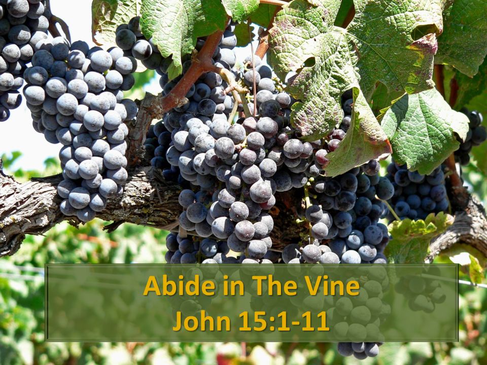 Abide in The Vine John 15:1-11