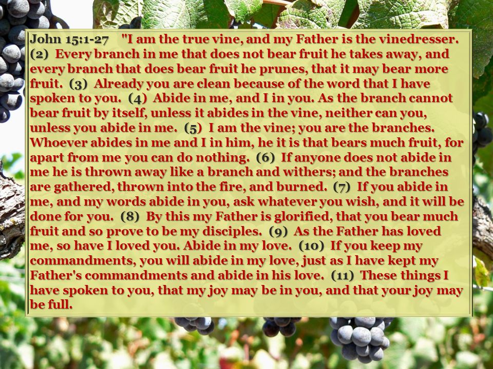 John 15:1-27 I am the true vine, and my Father is the vinedresser.