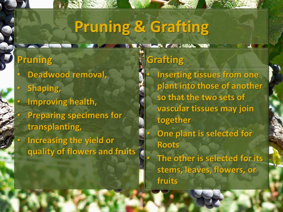 Pruning & Grafting Pruning Deadwood removal, Deadwood removal, Shaping, Shaping, Improving health, Improving health, Preparing specimens for transplanting, Preparing specimens for transplanting, Increasing the yield or quality of flowers and fruits Increasing the yield or quality of flowers and fruits Grafting Inserting tissues from one plant into those of another so that the two sets of vascular tissues may join together Inserting tissues from one plant into those of another so that the two sets of vascular tissues may join together One plant is selected for Roots One plant is selected for Roots The other is selected for its stems, leaves, flowers, or fruits The other is selected for its stems, leaves, flowers, or fruits
