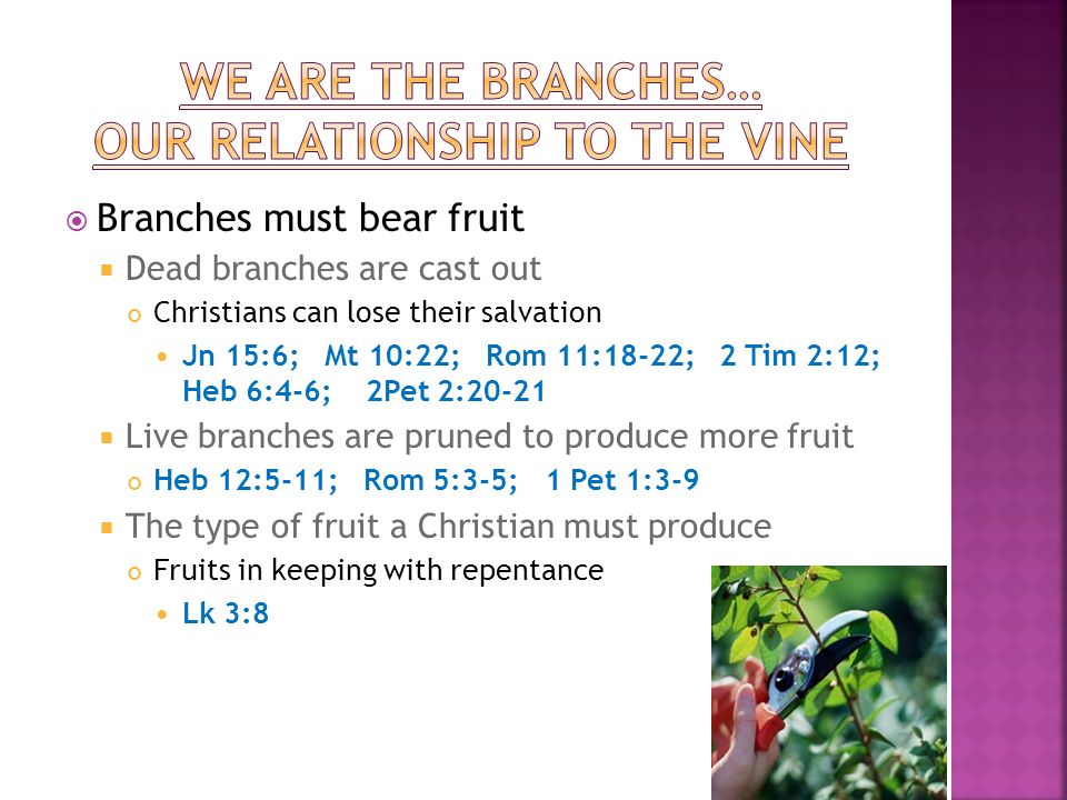 Branches must bear fruit Dead branches are cast out Christians can lose their salvation Jn 15:6; Mt 10:22; Rom 11:18-22; 2 Tim 2:12; Heb 6:4-6; 2Pet 2:20-21 Live branches are pruned to produce more fruit Heb 12:5-11; Rom 5:3-5; 1 Pet 1:3-9 The type of fruit a Christian must produce Fruits in keeping with repentance Lk 3:8