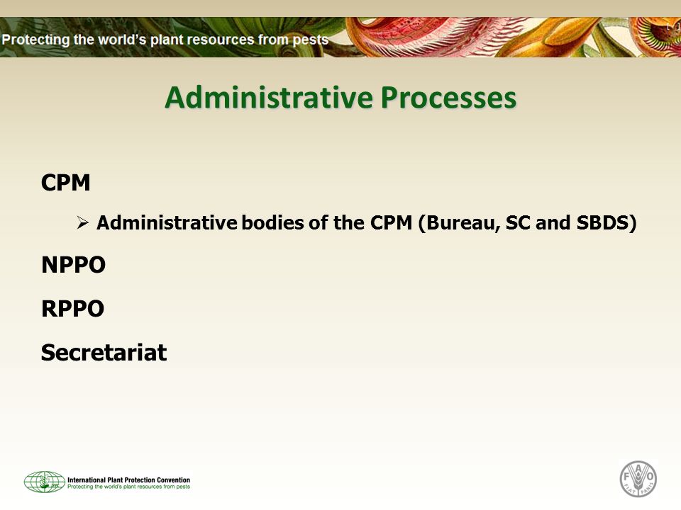 Administrative Processes CPM Administrative bodies of the CPM (Bureau, SC and SBDS) NPPO RPPO Secretariat