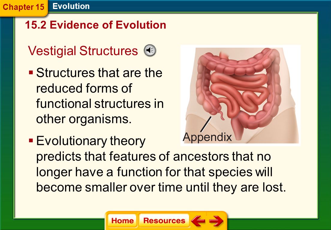 Evidence Of Evolution Worksheet 15 2 Pages Section 1 Darwin Of Evolution By Natural Selection