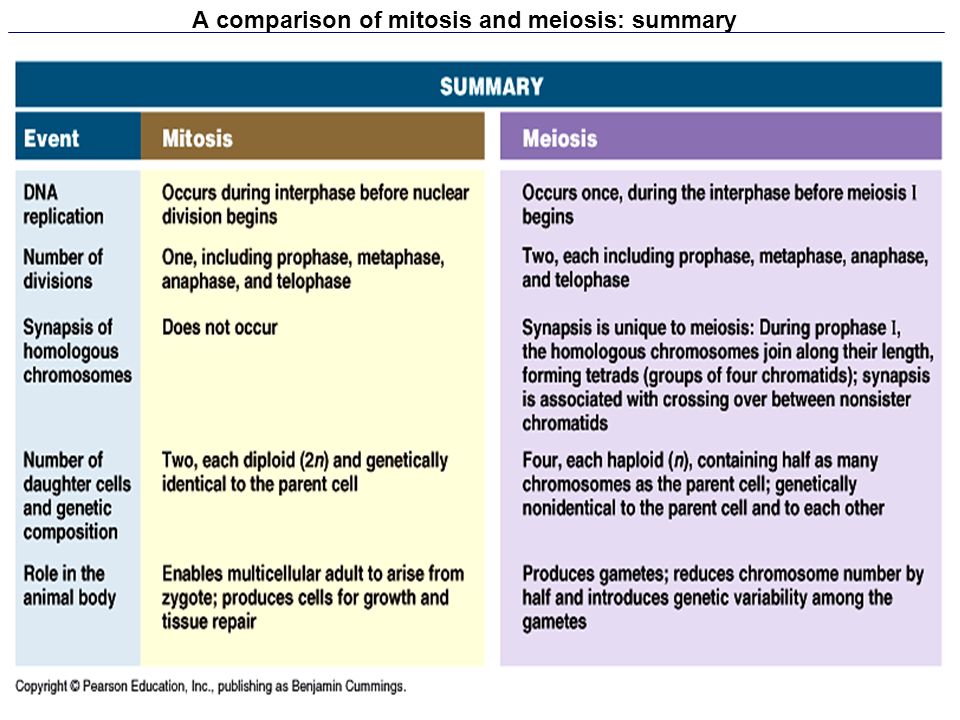 Mitosis And Meiosis Essay