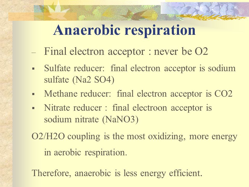 Anaerobic Respiration In Yeast Equation Free Anaerobic Respiration In Yeast Equation