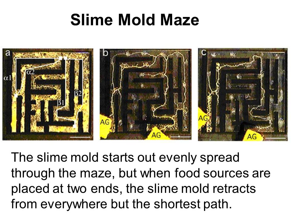 isolation and culture of slime molds essay Slime moulds (slime molds) picture gallery with scientific names and some common english names. isolation and culture of slime molds essay Slime moulds (slime molds) picture gallery with scientific names and some common english names.