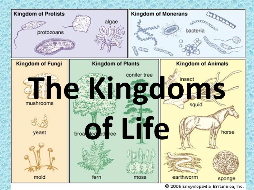 Life Science Presentation Lessons Tes Teach Presentation Quot The Kingdoms Of Life