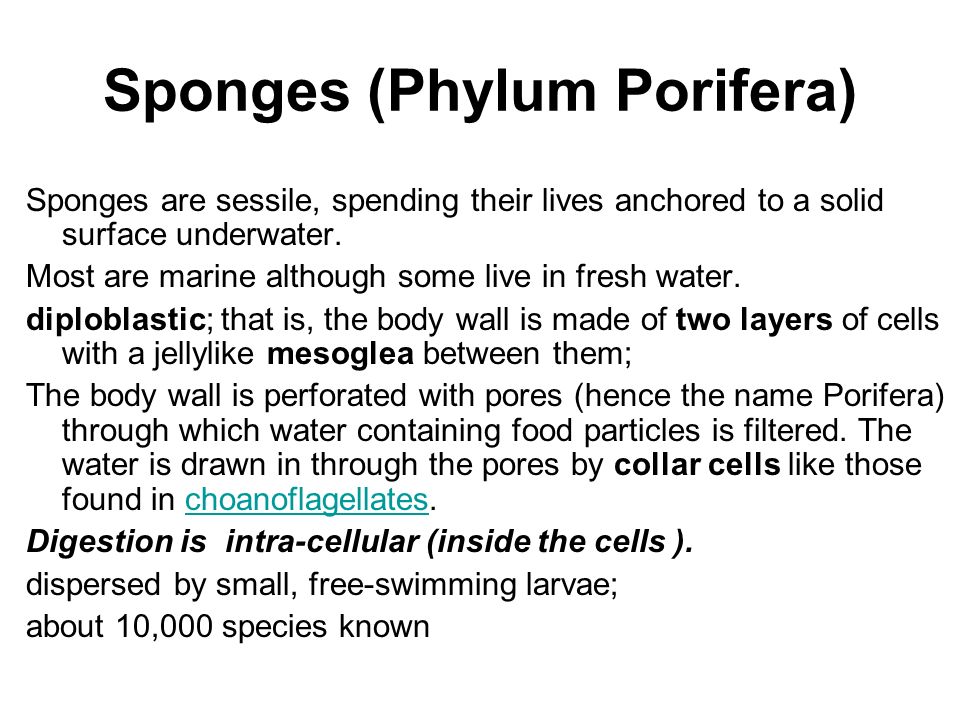 phylum porifera essay Phylum essay submitted by: below is an essay on phylum from anti essays, your source for research papers sponges are animals of the phylum porifera. phylum porifera essay Phylum essay submitted by: below is an essay on phylum from anti essays, your source for research papers sponges are animals of the phylum porifera.