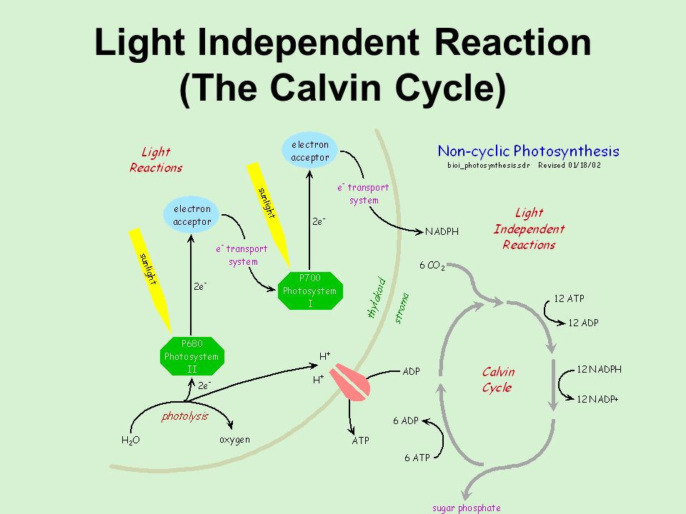 examples of photosynthesis examples of photosynthesis