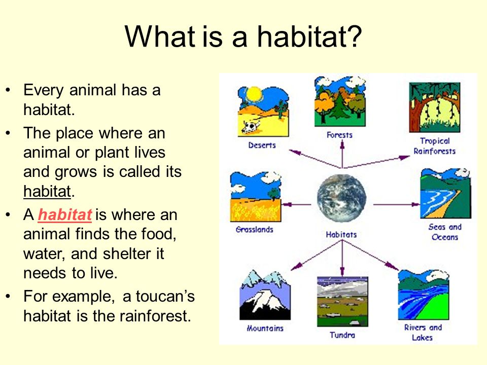 describing the features habitat and adaptation of black bears describing the features habitat and adaptation of black bears