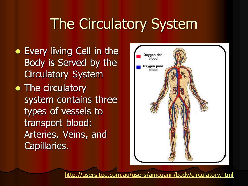 The Circulatory System Every living Cell in the Body is Served by the Circulatory System The circulatory system contains three types of vessels to transport blood: Arteries, Veins, and Capillaries.