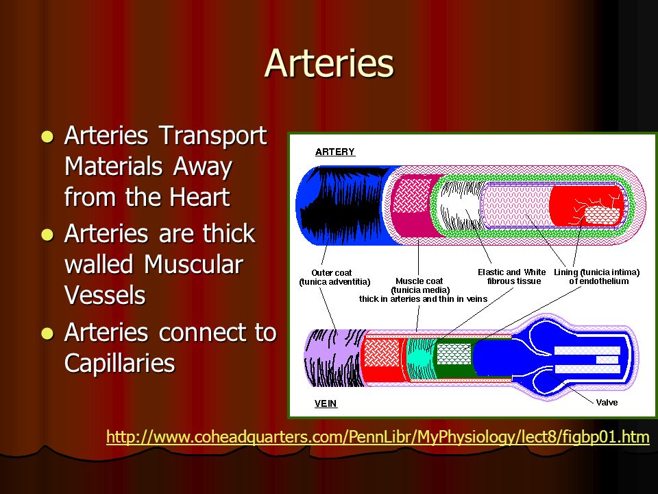 Arteries Arteries Transport Materials Away from the Heart Arteries Transport Materials Away from the Heart Arteries are thick walled Muscular Vessels Arteries are thick walled Muscular Vessels Arteries connect to Capillaries Arteries connect to Capillaries