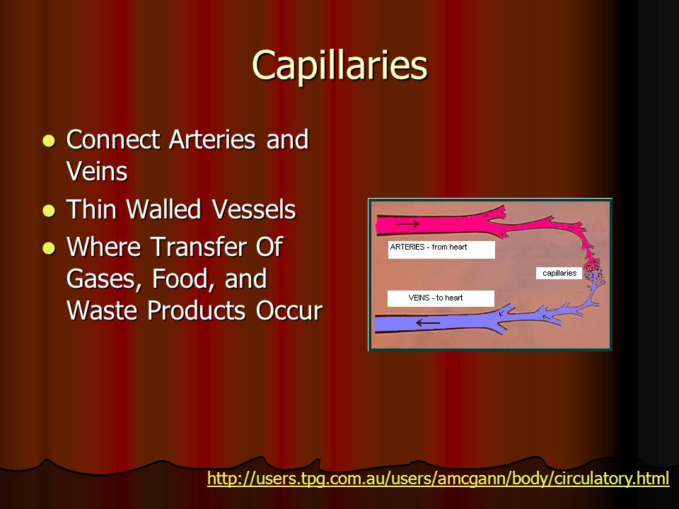 Capillaries Connect Arteries and Veins Connect Arteries and Veins Thin Walled Vessels Thin Walled Vessels Where Transfer Of Gases, Food, and Waste Products Occur Where Transfer Of Gases, Food, and Waste Products Occur