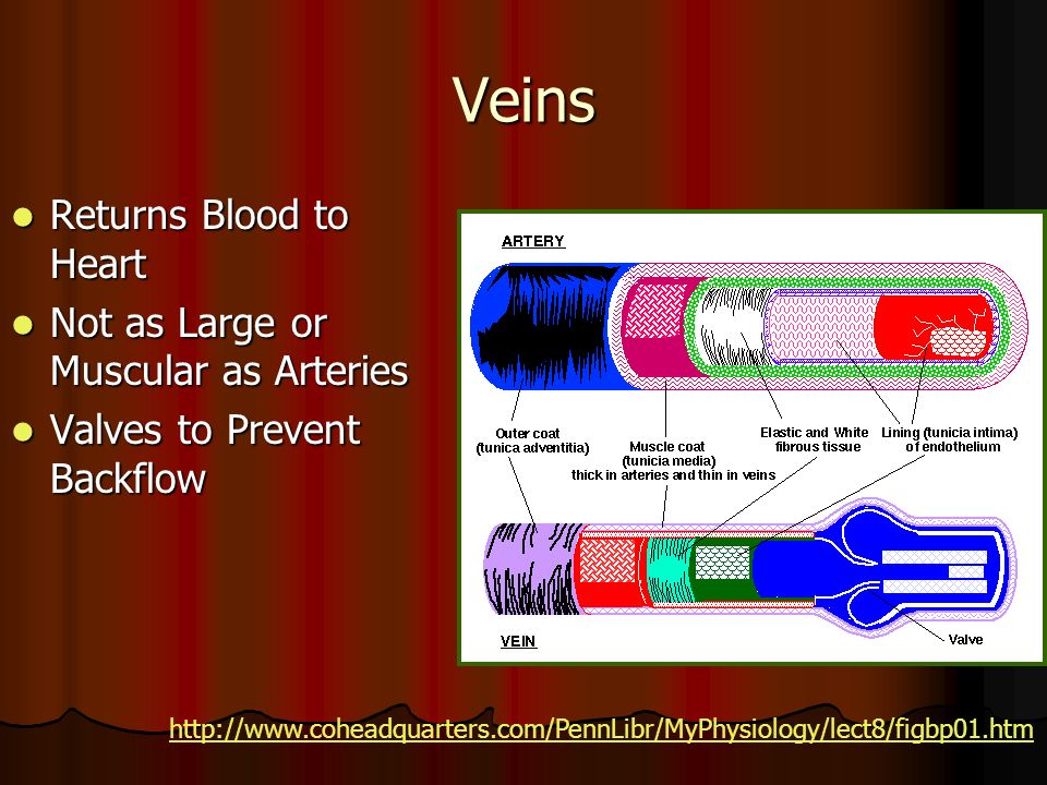 Veins Returns Blood to Heart Returns Blood to Heart Not as Large or Muscular as Arteries Not as Large or Muscular as Arteries Valves to Prevent Backflow Valves to Prevent Backflow