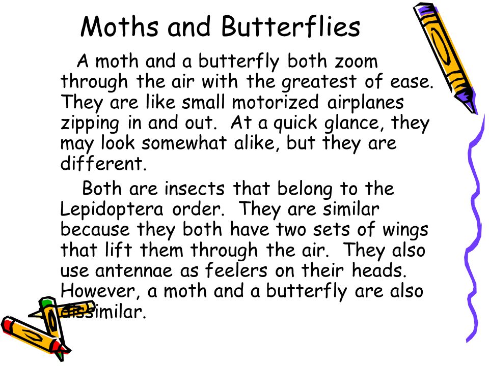 M Butterfly Essay