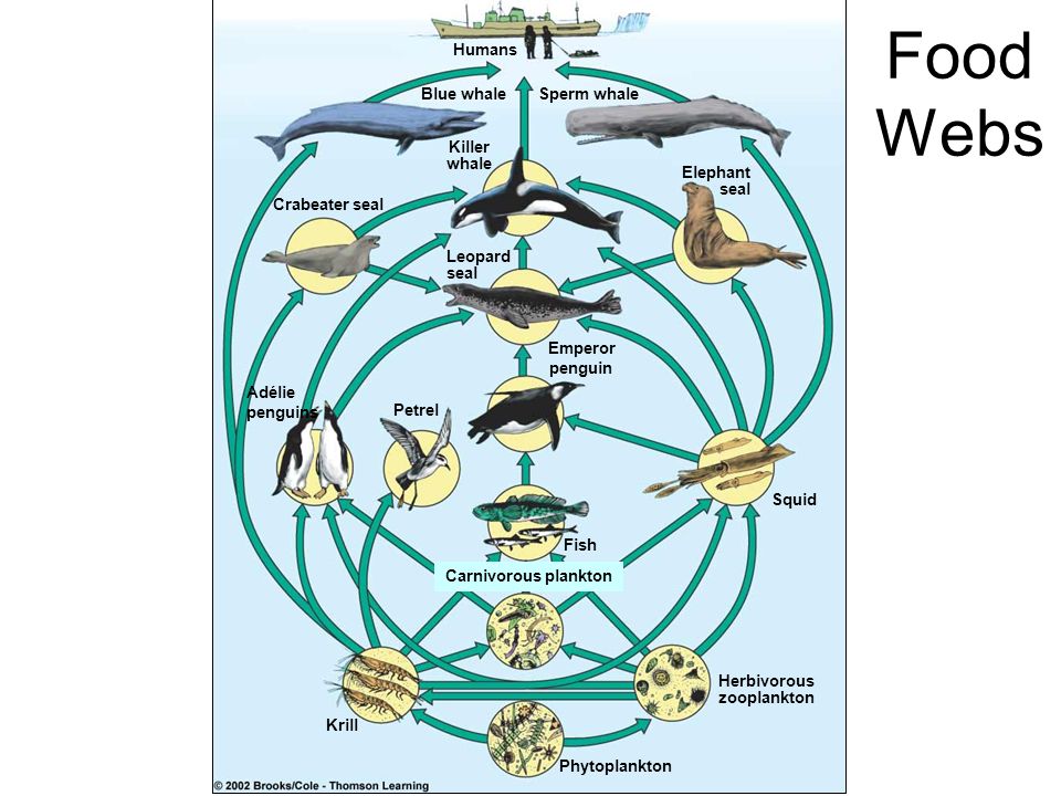 Penguins+Food+Web ... Krill Phytoplankton Herbivorous zooplankton Emperor penguin Food Webs
