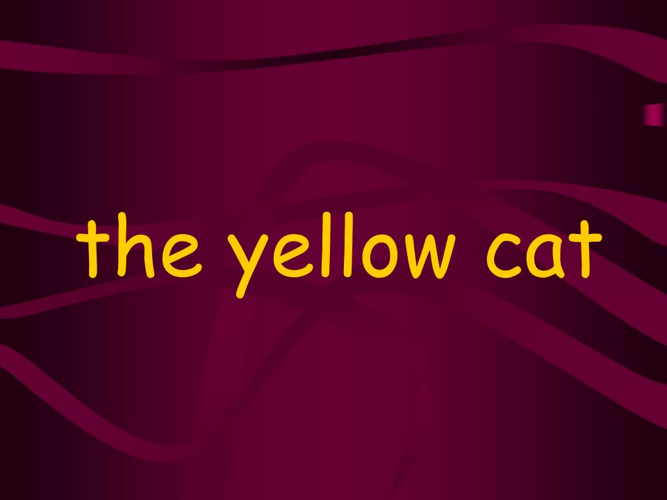 the yellow cat