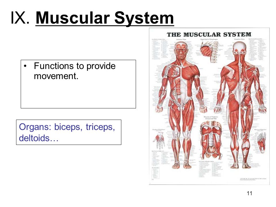 diseases of the muscular system diseases of the muscular system