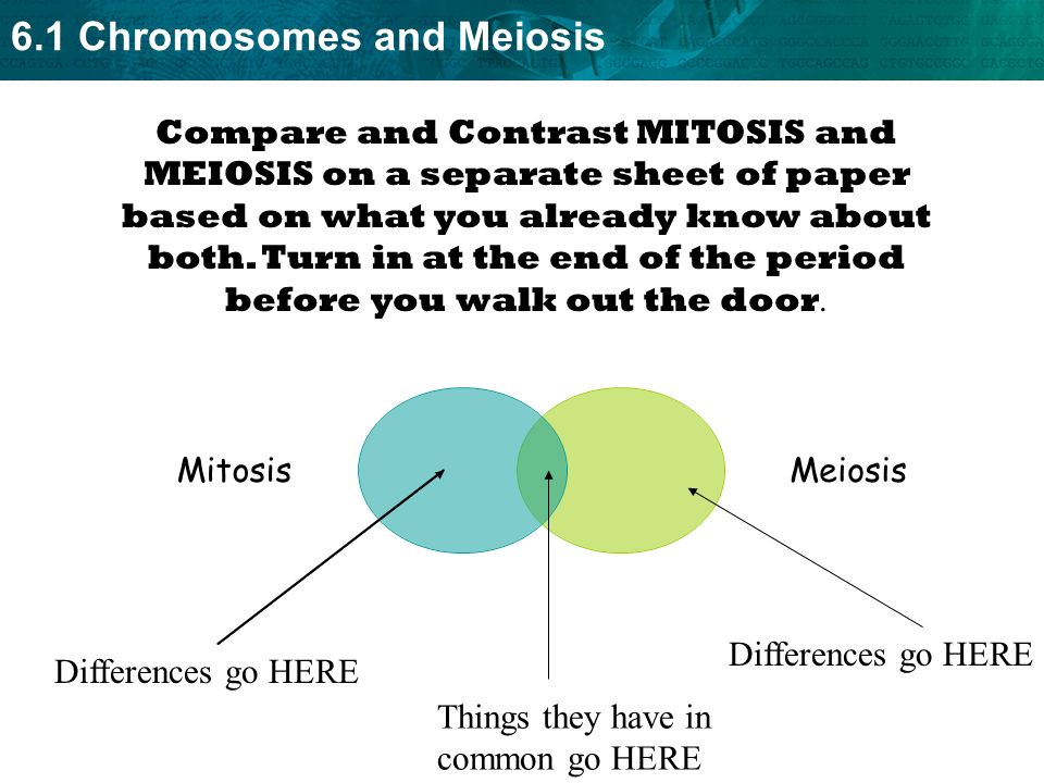 Mitosis And Meiosis Essay