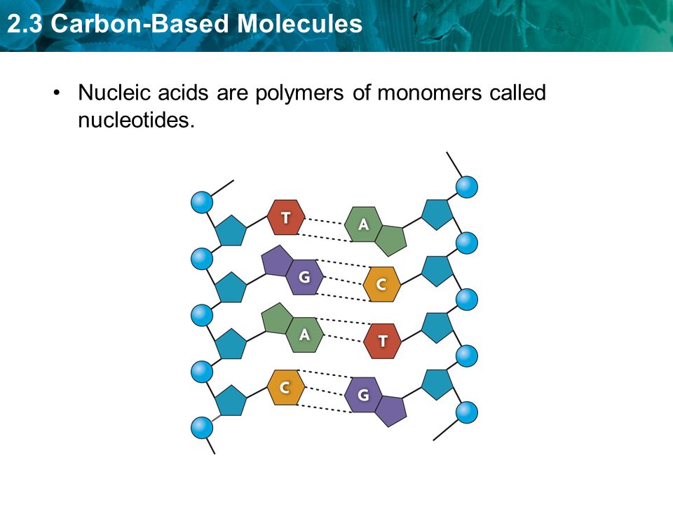 polymer and carbon based food source Carbohydrates are found in a wide variety of foods the important sources are cereals each carbon atom bearing animal-based foods generally have the. polymer and carbon based food source Carbohydrates are found in a wide variety of foods the important sources are cereals each carbon atom bearing animal-based foods generally have the.
