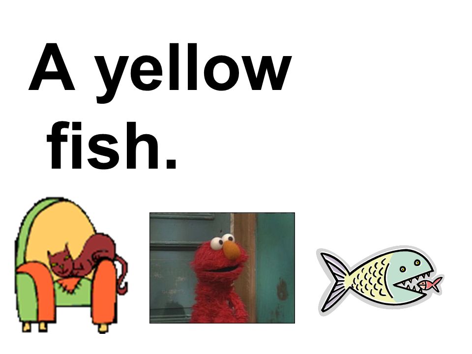 A yellow fish.