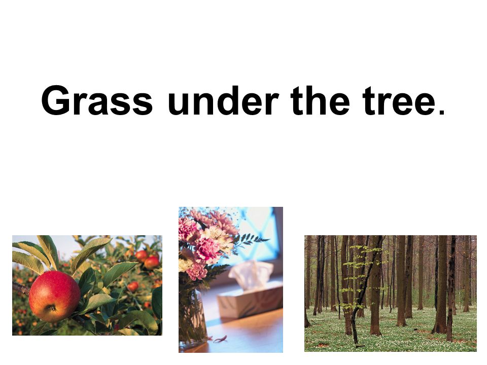 Grass under the tree.